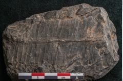 Foto (Detailansicht) von Plantae indet.  (NHMW-GEO-2024-0188-11525)
